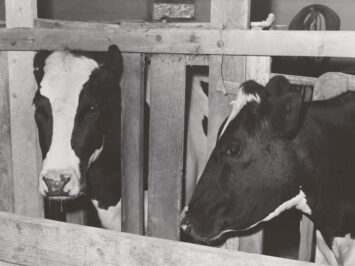 The Miriam and Ira D. Wallach Division of Art, Prints and Photographs: Photography Collection, The NY Public Library. (1941).