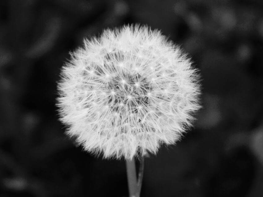 Dandelion seeds attached to stem.