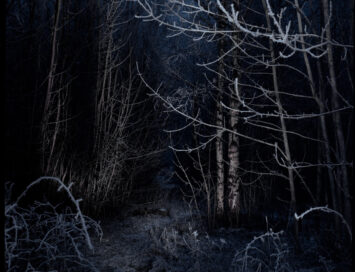 Photograph of a forest at night. Fredrick Matheson / Creative Commons