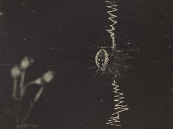 Spider on its web. Detail from Keystone View Co., ﻿Writing Spider and Web, ca. 1900. Courtesy The J. Paul Getty Museum, L.A.