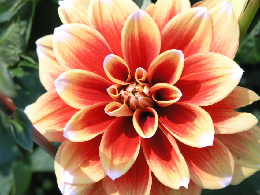 Close-up of a dahlia