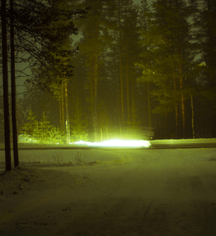 Maria Lax green light in trees photo