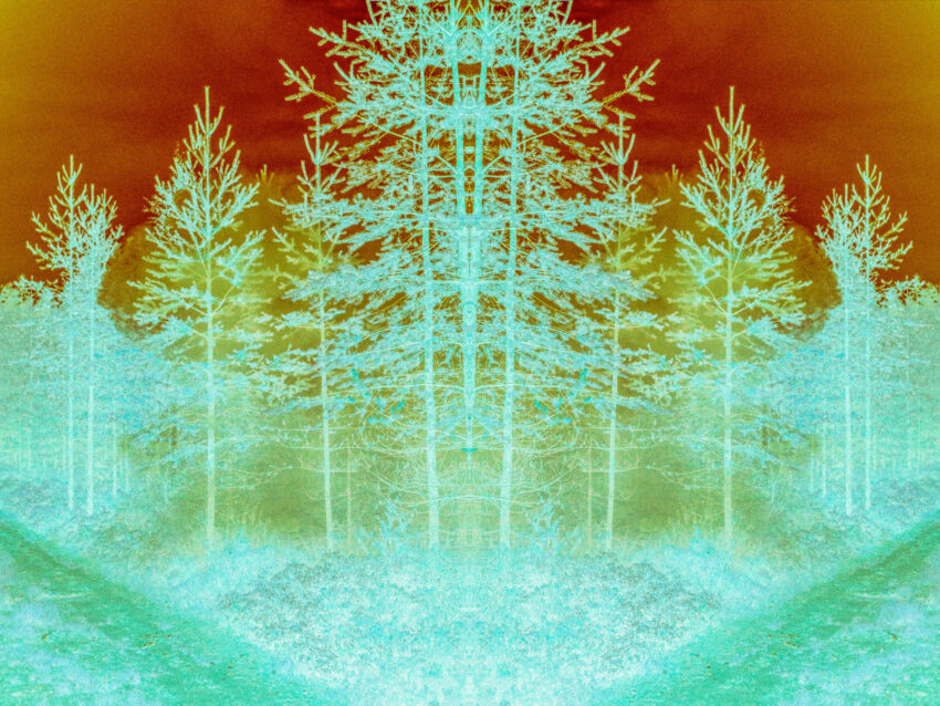 Maria Lax trees negative image