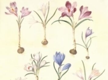 A drawing of crocuses.