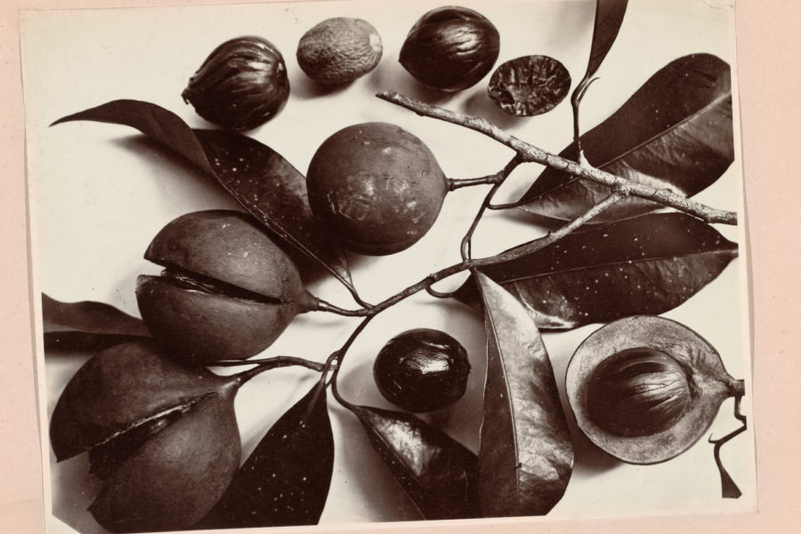 Black and white image of nuts emerging from their casing. C. Dietrich. Courtesy Rijksmuseum, Amsterdam.