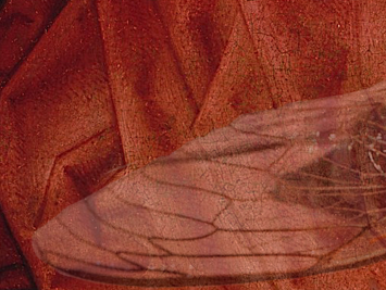 Red painted background with overlay of a cicada wing. Illustration by NP Sullo.