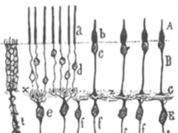 A drawing of plants reflecting in water.